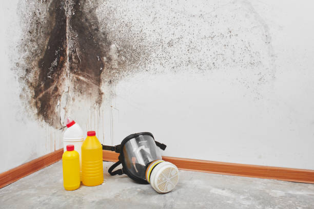 Best Affordable Mold Removal  in New Canaan, CT