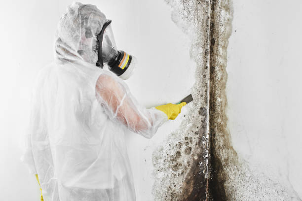 Certified Mold Removal in New Canaan, CT