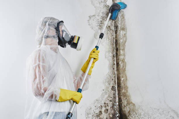 Best Mold Remediation Experts  in New Canaan, CT