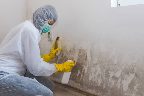 Best Commercial Mold Removal  in New Canaan, CT