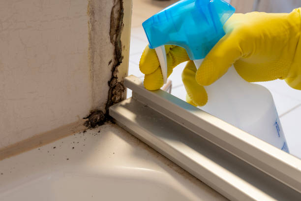 Best Toxic Mold Removal  in New Canaan, CT