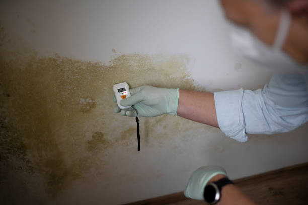 Best Certified Mold Removal  in New Canaan, CT