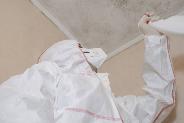 Best Best Mold Removal Companies  in New Canaan, CT