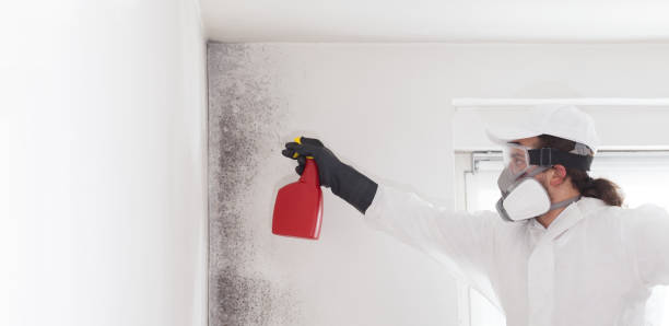 Best Toxic Mold Removal  in New Canaan, CT