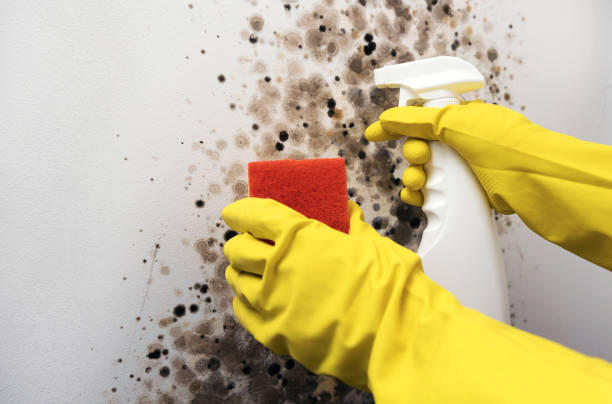 Best Residential Mold Removal  in New Canaan, CT
