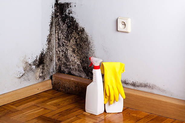 Best Mold Cleaning Services  in New Canaan, CT