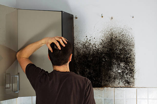  New Canaan, CT Mold Removal Pros