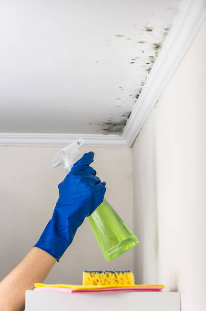 Best Professional Mold Removal  in New Canaan, CT